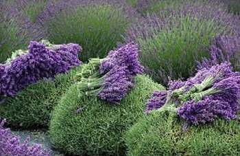beautiful lavender, field, lavender, beautiful, nature, flowers HD wallpaper