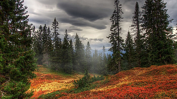 Fall fog, Nature's veil, Mysterious atmosphere, Autumn ambiance HD wallpaper