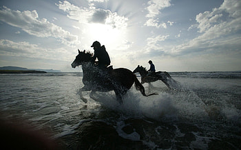 Animals, Horses, Sea, Spray, Riders HD wallpaper