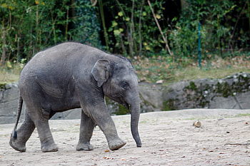 Baby Elephant, ear, Baby, Animal, Elephant HD wallpaper