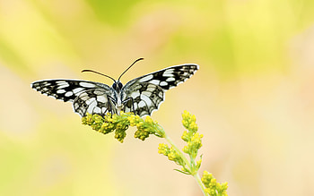 BUTTERFLY, PETALS, FLOWER, WINGS, STEM HD wallpaper