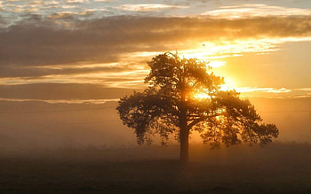 Tree at Sunrise, clouds, mist, sunrise, tree, Latvia HD wallpaper
