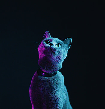 Glow, black cat HD phone wallpaper