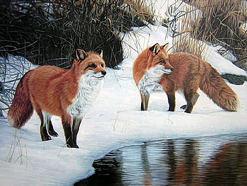Winter on the Sea, cold, fox, water, snow HD wallpaper