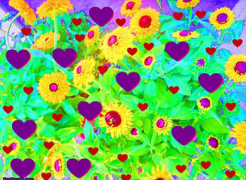 HEARTS, , daisy HD wallpaper