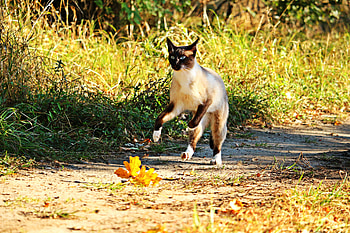Animals, Grass, Cat, Bounce, Jump, Run Away, Run HD wallpaper
