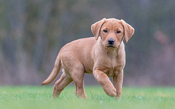 Labrador Retriever Puppy, animal, dog, labrador, puppy, retriever HD wallpaper