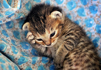 My head, my stomach, I drank too much milk :), kitten, graphy, animals, cute, lovely HD wallpaper