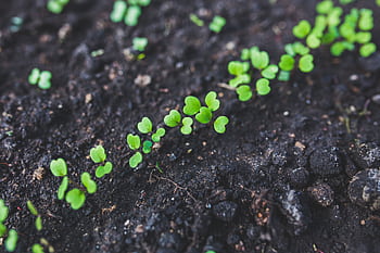 Vibrant young seedlings emerging in rich, dark soil, symbolizing growth and organic gardening. HD wallpaper