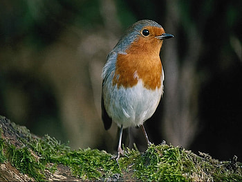 cute bird, white, feathers, breanch, bird, fly, wild, orange HD wallpaper