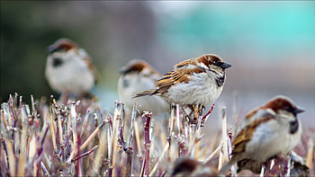 able , Inspiring bird ry, Nature-inspired artwork, resolution HD wallpaper