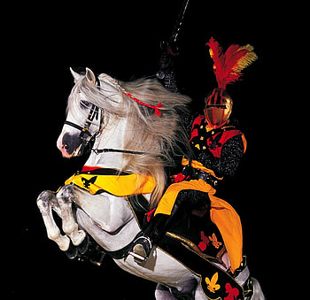 Mr Knight, spanish, horses, white, spanish horse, animals, knight HD wallpaper