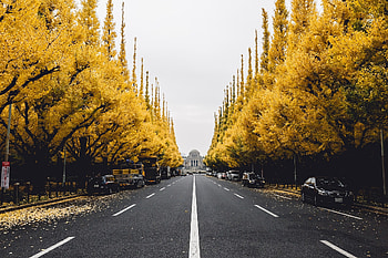 Street, , Road, Tree HD wallpaper