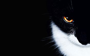 Ultimate cat , Strength and power, quality, delight HD wallpaper