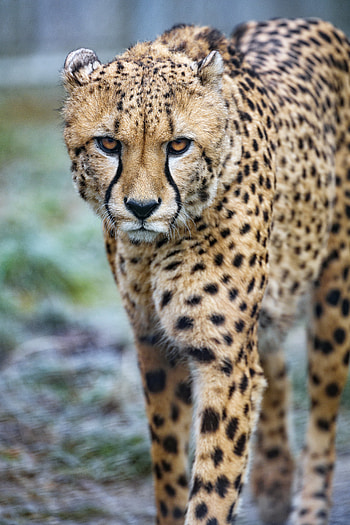 Animals, Cheetah, Predator, Big Cat, Stains, Spots, Sight, Opinion HD phone wallpaper