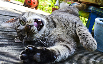 Animals, Cat, To Lie Down, Lie, Striped, Playful, Paw HD wallpaper
