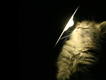 Cute Cat, cute, cat, funny, animals HD wallpaper