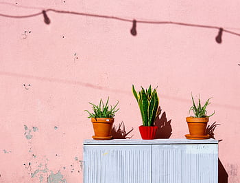 A vibrant display of potted ornamental plants against a pink wall with dramatic shadows. HD wallpaper