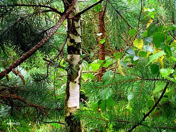 Plants, Nature, Trees, Fir-Trees HD wallpaper