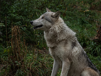 Animals, Predator, Wolf, Fangs, Profile HD wallpaper