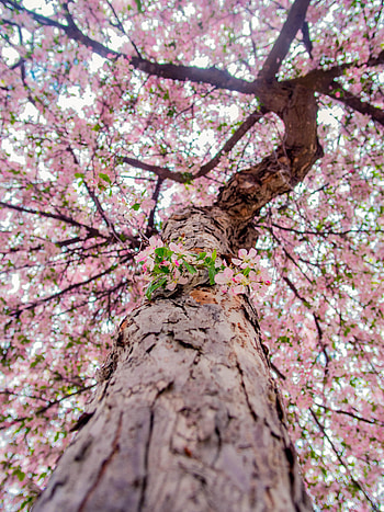 Flowers, Wood, Tree, Branches, Bloom, Flowering HD phone wallpaper