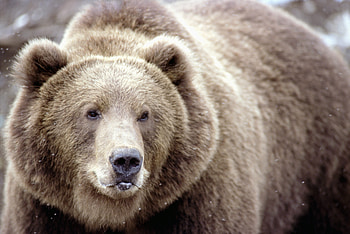 Animals, Snow, Muzzle, Sight, Opinion, Brown Bear HD wallpaper