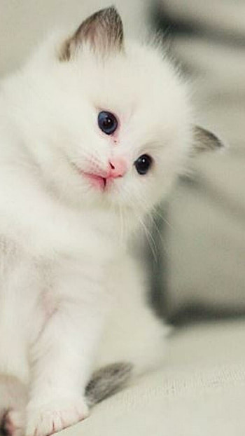 Cute kittens for mobile, Lovely feline companions, quality, Adorable backgrounds HD phone wallpaper