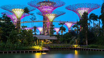 Supertree Grove, Singapore HD wallpaper