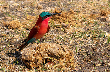 Southern Carmine Bee-eater, Animal, bee-eater HD wallpaper