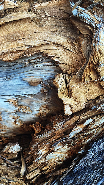 Tree bark patterns, Natural textures, Sony Xperia , backgrounds HD phone wallpaper