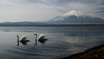 Yamanaka Lake, Mount Fuji HD wallpaper