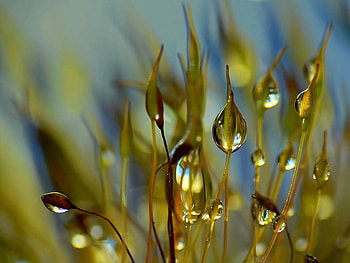 flower, nature, flowers HD wallpaper
