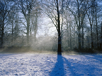 Landscape, Winter, Trees HD wallpaper
