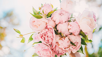 Peonies, Flower Bouquet HD wallpaper