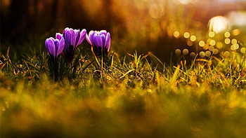 Crocuses, flowers, spring, petals, blossoms HD wallpaper