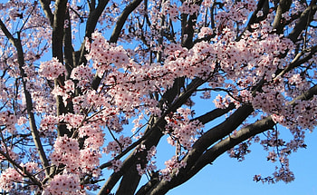 Flowers, Sky, Bloom, Flowering, Branch, Spring, Mood HD wallpaper