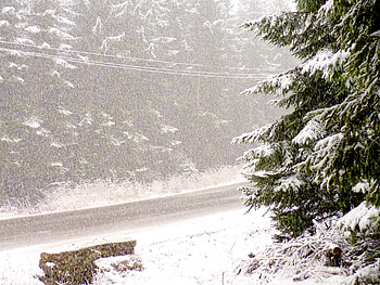 Downfall, white, firs, snowfall, snow, green, trees, snow flakes, mountains, forest HD wallpaper