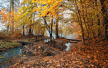 Landscape, Nature, Autumn HD wallpaper