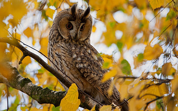 Animals, Leaves, Owl, Wood, Tree, Hide HD wallpaper