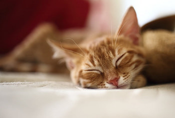 Cat, kitten, kitty, cats, cute, beautiful, paws, sleeping, cat face, pretty, animals, face, lovely, hat HD wallpaper