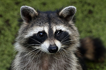 Adorable raccoon, Cute critter, Animal atlas, Nature's marvels HD wallpaper