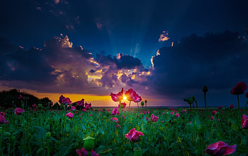 Poppies at sunset, Sunset, Lanscap, Flowers, Poopies, Nature HD wallpaper