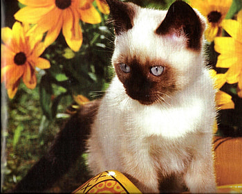 Kitten with a wooden shoe, kitten, wooden shoe, siamese, flowers, feline HD wallpaper