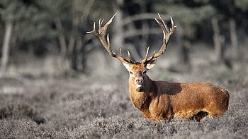 Great Deer, animal, cerbul, mare, carpatin HD wallpaper