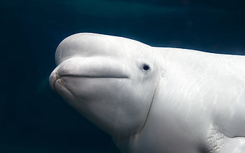 Beluga Whale, , Michelle Simpson, Aquatic beauty HD wallpaper