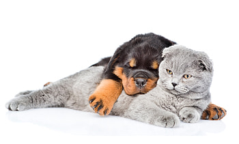 Puppy and cat, dog, animal, white, grey, cat, pisica, puppy, couple, caine, sleep HD wallpaper