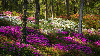 Charleston SC Azalea Flowers and Sunlight - Fairytale Forest, south carolina, spring, blossoms, colors, trees, usa HD wallpaper