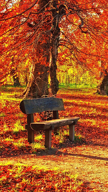 Autumn , and mobile, Seasonal beauty, Nature's art HD phone wallpaper