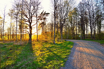 Serene forest pathway with golden sunset light in Norrtälje, Sweden. HD wallpaper