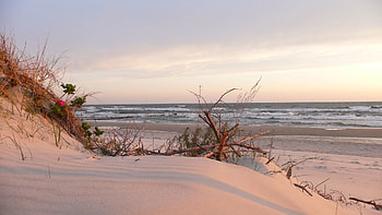sand dunes, dunes, flower, grass, ocean, beach HD wallpaper